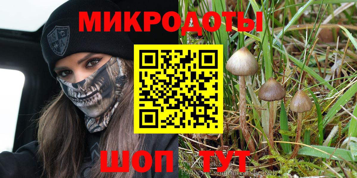 Псилоцибиновые грибы Psilocybe Медногорск
